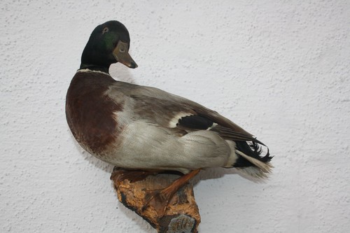 Tierpräparat ente stockente - tierpräparat,
